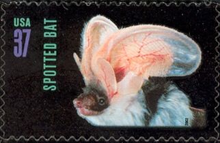 Spotted Bat (Euderma maculatum)