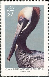 Brown Pelican (Pelecanus occidentalis)