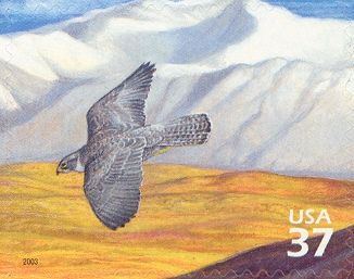 Gyrfalcon (Falco rusticolus)