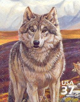 Wolf (Canis lupus)