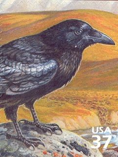 Common Raven (Corvus corax)