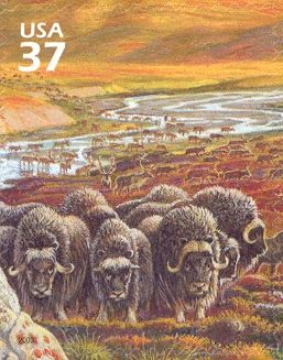 Muskox (Ovibos moschatus), Caribou (Rangifer tarandus caribo
