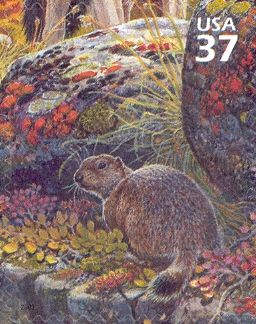 Arctic Ground Squirrel (Urocitellus parryii)