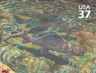Arctic Grayling (Thymallus arcticus)