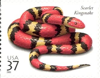 Scarlet Kingsnake (Lampropeltis elapsoides)