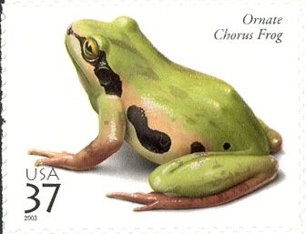 Ornate Chorus Frog (Pseudacris ornata)