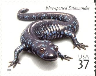 Blue-spotted Salamander (Ambystoma laterale)