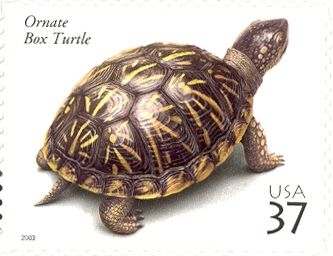 Ornate Box Turtle (Terrapene ornata ornata)