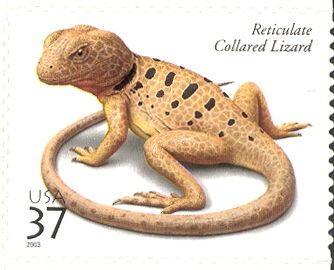 Reticulate Collared Lizard (Crotaphytus reticulatus)