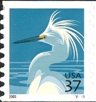 Snowy Egret (Egretta thula)