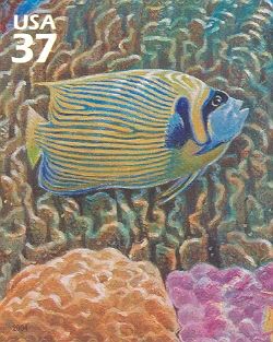 Emperor Angelfish (Pomacanthus imperator), Blue Coral, Mound