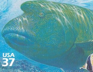 Humphead Wrasse (Cheilinus undulatus)