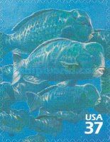 Bumphead Parrotfish (Bolbometopon muricatum)