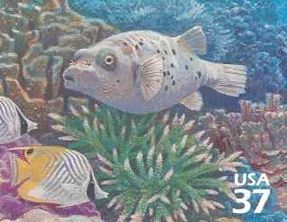 Black-spotted Puffer (Arothron nigropunctatus), Threadfin Bu