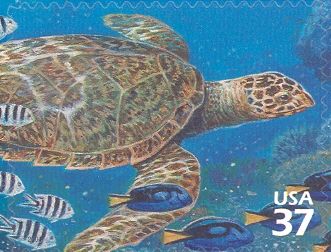 Hawksbill Turtle (Eretmochelys imbricata), Palette Surgeonfi