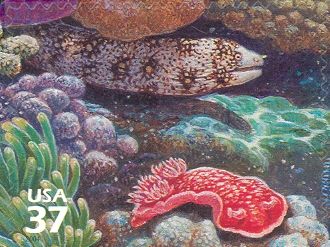 Snowflake Moray (Echidna nebulosa), Spanish Dancer (Hexabran