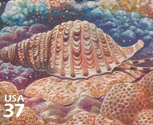 Triton's Trumpet (Charonia tritonis)