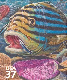 Oriental Sweetlips (Plectorhinchus vittatus), Bluestreak Cle