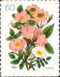 Pink Roses