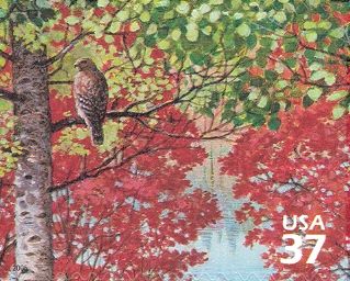 Red-shouldered Hawk (Buteo lineatus)