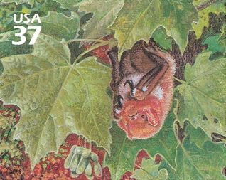 Eastern Red Bat (Lasiurus borealis)