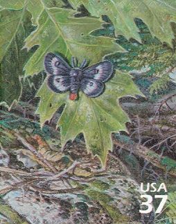 Eastern Buckmoth (Hemileuca maia)