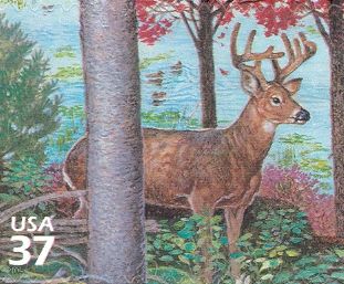 White-tailed Deer (Odocoileus virginianus)