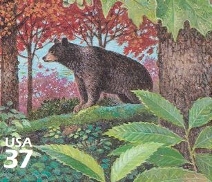 American Black Bear (Ursus americanus)