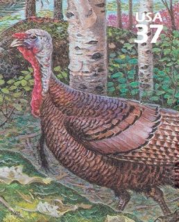 Wild Turkey (Meleagris gallopavo)