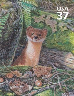 Long-tailed Weasel (Mustela frenata)