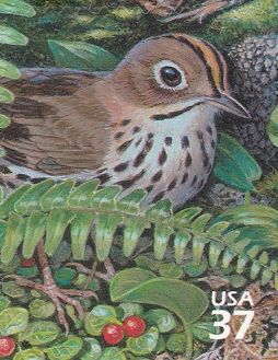 Ovenbird (Seiurus aurocapilla)