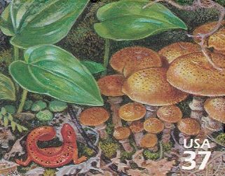 Eastern Newt (Notophthalmus viridescens), Honey Mushroom