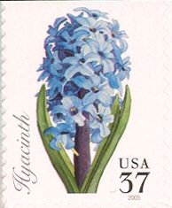 Hyacinth