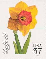 Daffodil