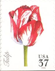 Tulip