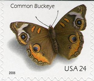 Common Buckeye (Junonia coenia)