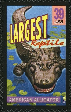 American alligator, largest reptile