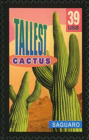 Saguaro, tallest cactus