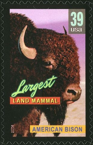 American Bison (Bos bison), largest Land Mammal