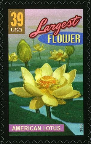 American lotus, largest flower