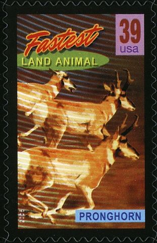 Pronghorn (Antilocapra americana), fastest Land Mammal