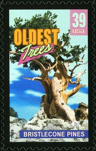 Bristlecone pines, oldest trees