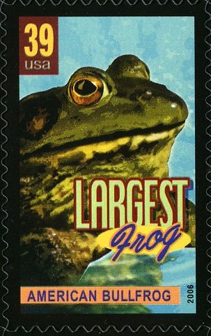 American Bullfrog (Lithobates catesbeianus), largest Frog