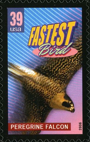 Peregrine Falcon (Falco peregrinus), fastest Bird