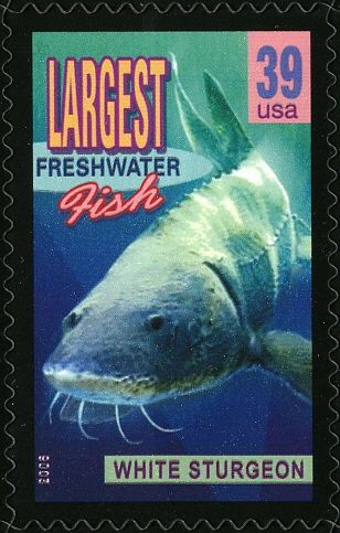 White Sturgeon (Acipenser transmontanus), largest Freshwater