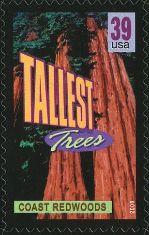 Coast redwoods, tallest trees