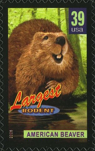 North American Beaver (Castor canadensis), largest Rodent