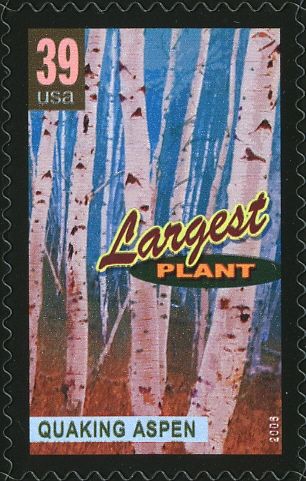 Quaking Aspen, largest plant
