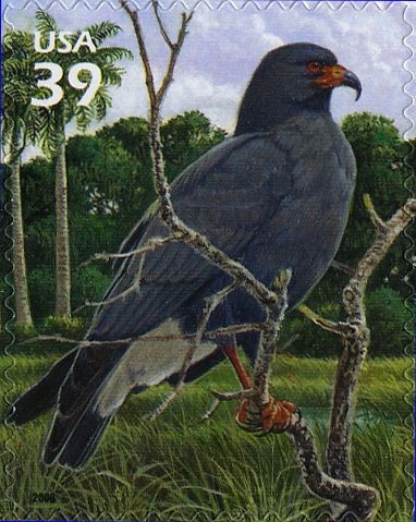 Snail Kite (Rostrhamus sociabilis)