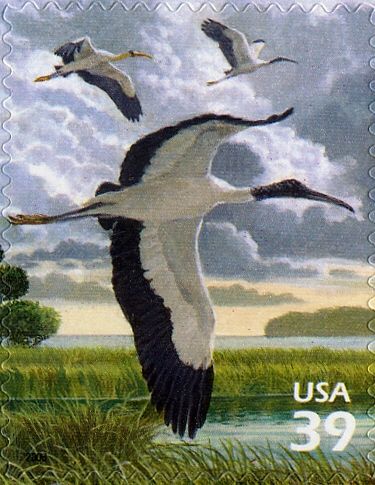 Wood Stork (Mycteria americana)
